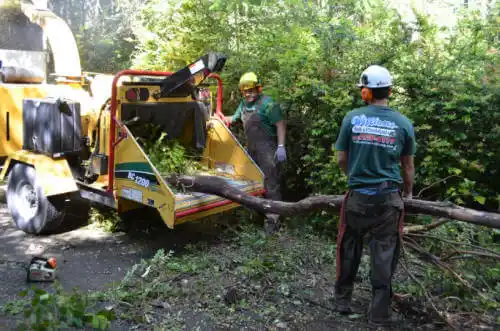 tree services Medora